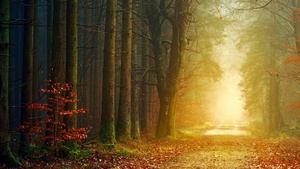 Fall, Forest, Dirt road, Autumn, Foliage, Light, Foggy, 4K wallpaper