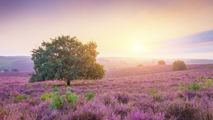 Spring, Sunrise, Landscape, Countryside, 4K wallpaper