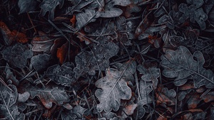 Leaves, Frozen, Dark, Winter, Night, Cold, 4K wallpaper