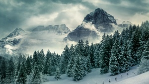 Pine trees, Winter, Forest, Mountains, Peak, 4K wallpaper