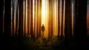Silhouette, Aesthetic, Man, Standing, Sunset, Forest, Woods, 4K wallpaper