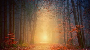 Foggy, Autumn, Forest, Dawn, Pathway, Road, Fall Foliage, 4K wallpaper