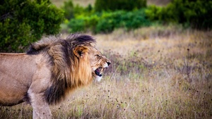 Lion, Roaring, National Park, Wild animals, 4K wallpaper