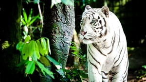 White tiger, Bengal Tiger, Forest, Daytime, Big cat, 4K wallpaper