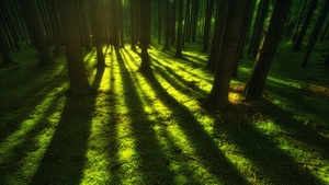 Green, Forest, Trees, Shadow, Daylight, 4K wallpaper