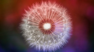 Dandelion flower, Closeup, Macro, Bokeh, 4K wallpaper