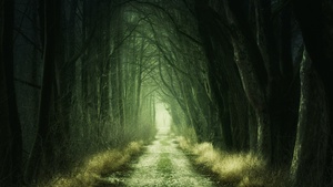 Forest, Aesthetic, Path, Fall, Calm, Green, 4K wallpaper