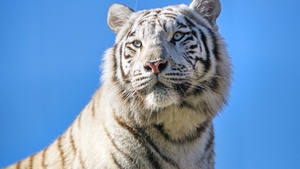 White tiger, Bengal Tiger, Tigress, Blue Sky, 4K wallpaper