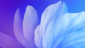 Blue flower, Gradient background, Aesthetic, Vivo Stock, Android 10, 4K wallpaper