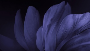Vivo Stock, Floral designs, Black background, Dark, Android 10, 4K wallpaper