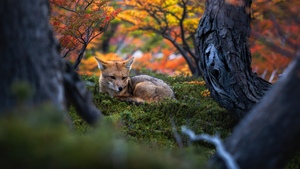 Wildlife, Autumn Forest, Argentina, Foliage, Golden hour, Serene, Autumn leaves, Mystical, Woods, Tranquility, 4K wallpaper
