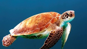 Sea Turtle, Underwater, Sea Life, 4K wallpaper