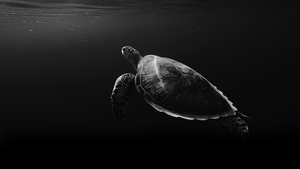 Sea Turtle, Under the Sea, Monochrome, Black and White, 4K wallpaper