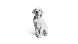 Labrador puppy, Monochrome, White aesthetic, Cute dog, Black and White, 4K wallpaper