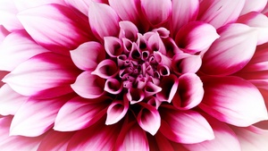 Pink Dahlia, Closeup, Macro, Blossom, 4K wallpaper