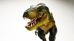 T Rex, Dinosaur, Tyrannosaurus, 4K wallpaper