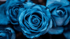 Blue aesthetic, Rose flowers, Blue rose, 4K wallpaper