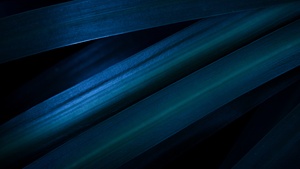 Leaves, Blue aesthetic, Pattern, Macro, Dark aesthetic, Closeup Photography, 4K wallpaper