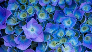 Hydrangea Flowers, Purple aesthetic, Purple Flowers, 4K wallpaper