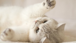 Cute Kitten, Kitty, Cat, White, 4K wallpaper
