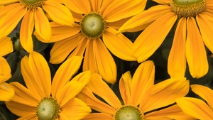 Yellow flowers, Blossom, Floral Background, Spring flowers, Yellow aesthetic, 4K wallpaper