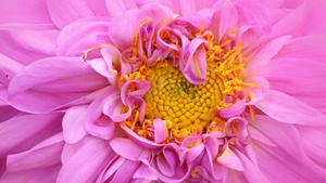 Pink Dahlia, Macro, Pink aesthetic, Bloom, Pink flower, Closeup Photography, 4K wallpaper