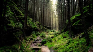 Forest, Daylight, Green, Mossy rocks, 4K wallpaper