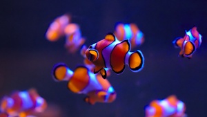 Aquarium, Underwater, 4K wallpaper
