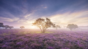 Purple Flowers, Field, Lavender, Spring, Sunrise, Bloom, Heath, Girly, 4K wallpaper