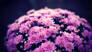 Chrysanthemum flowers, Purple Flowers, Bokeh, Floral, Spring, Flower bouquet, 4K wallpaper
