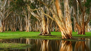Forest, Rainy day, Swamp, Australia, 4K wallpaper
