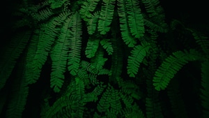 Leaves, Green, Nature, 4K wallpaper