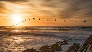 Birds, Flying, Sunset, Sea, Sun, Nature, 4K wallpaper