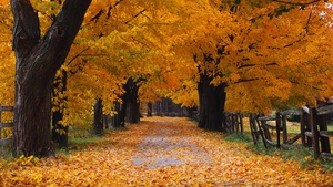 Windows XP, Autumn, Autumn foliage, Autumn leaves, Autumn Scenery, 4K wallpaper