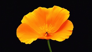 Poppy flower, Black background, Yellow flower, AMOLED, 4K wallpaper