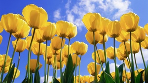 Yellow tulips, Daylight, Tulip garden, Tulip flowers, 4K wallpaper