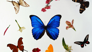 Colorful, Butterflies, White background, 4K wallpaper