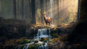 Deer, Owl, Animals, Artist, Artwork, Art, Digital Art, 4K wallpaper