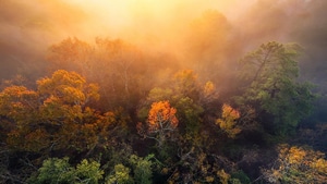 Fog, Nature, Trees, Tree, 4K wallpaper