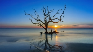 Jekyll Island, Usa, Nature, Tree, Sea, Sunset, 4K wallpaper
