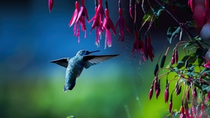 Hummingbird, Wings, Animals, 4K wallpaper