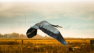 Heron, Birds, Animals, Sky, 4K wallpaper
