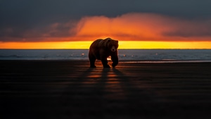 Bear, Animals, Sea, Sunset, 4K wallpaper