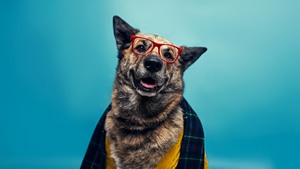 Animals, Dogs, Dog, German Shepherd, 4K wallpaper