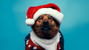 Animals, Dogs, Dog, 4K wallpaper