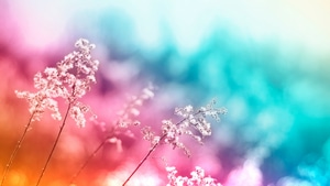 Nature, Artwork, Art, Digital Art, Ai, Flowers, Flower, 4K wallpaper