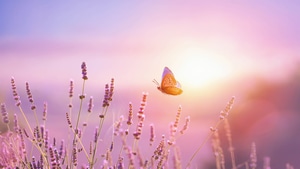 Nature, Flower, Butterfly, Lavender, Sunrise, 4K wallpaper