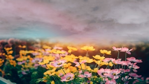 Nature, Flowers, Roses, Sky, 4K wallpaper
