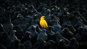 Birds, Artist, Artwork, Digital Art, 4K wallpaper