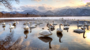 Swan, Birds, Lake, 4K wallpaper